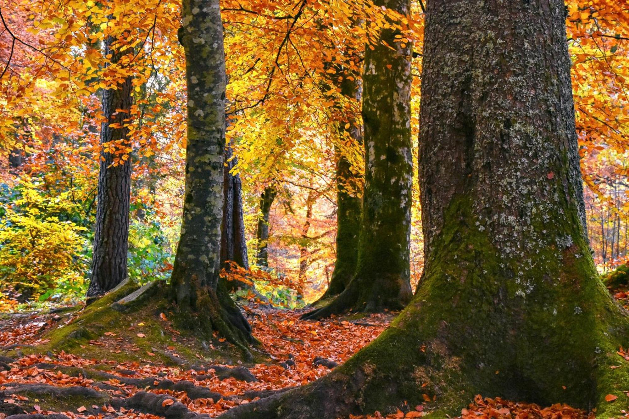 Craik Na Dav B&B Invermoriston Eksteriør billede