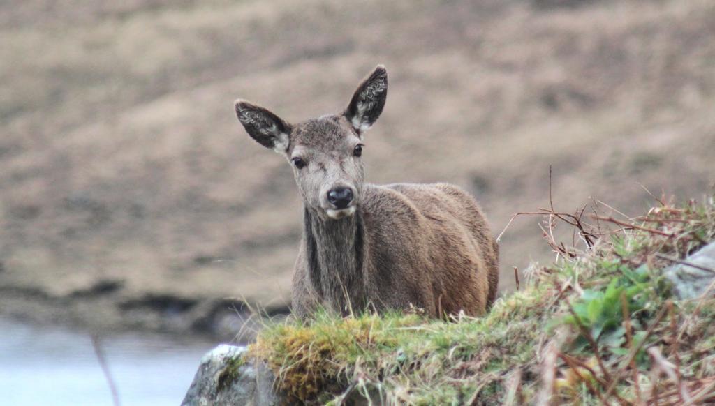 Craik Na Dav B&B Invermoriston Eksteriør billede